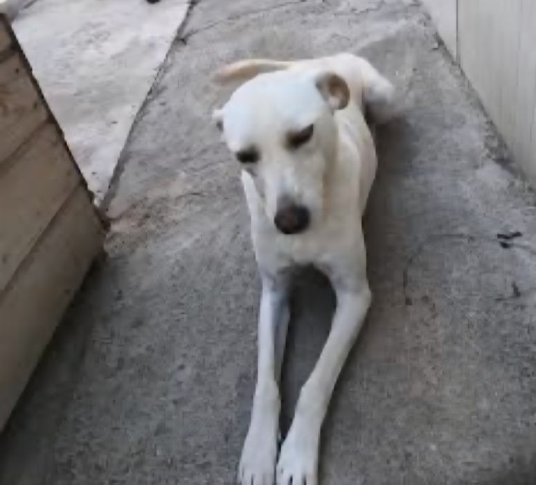 Mehribon, ma'suliyatli qo'llarga