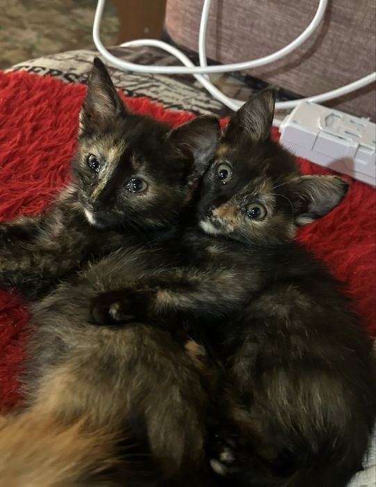 Отдам даром двух котят
