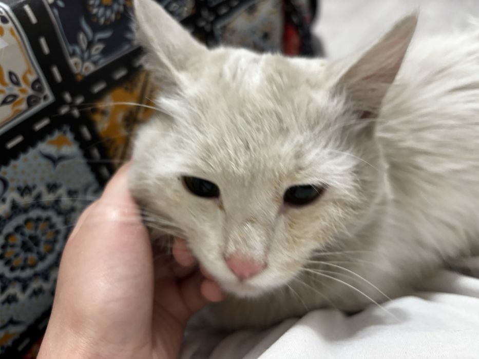 Отдадим кота , около года молодой