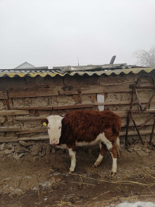 Две Коровы,бычок,