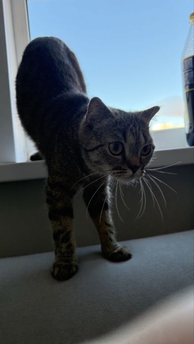 Породистая кошечка в добрые руки