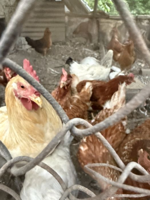 Куры продаются домашние несушки