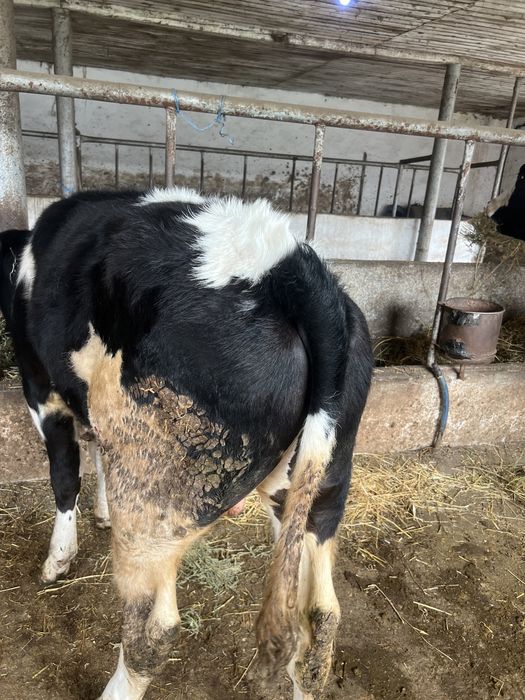 Vand tauras 8 luni albastru belgian