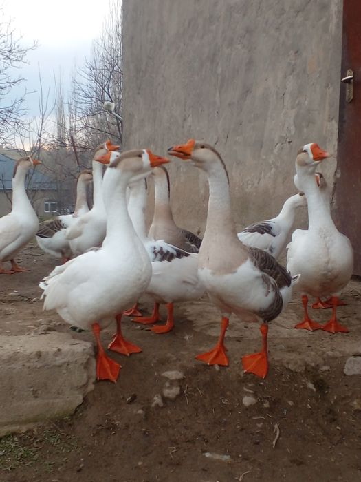 Гуси қаздар срочно сатамыз