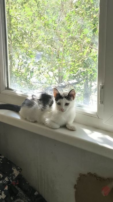 Отдам котят в добрые руки