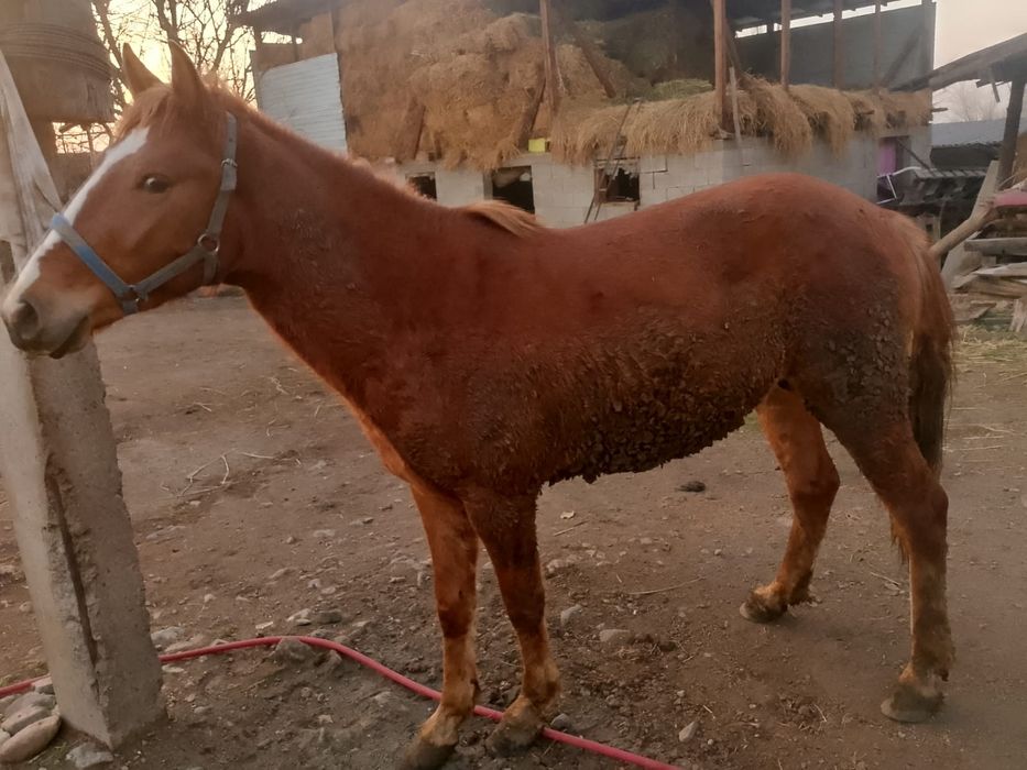 Кунан сатылады жас мал.