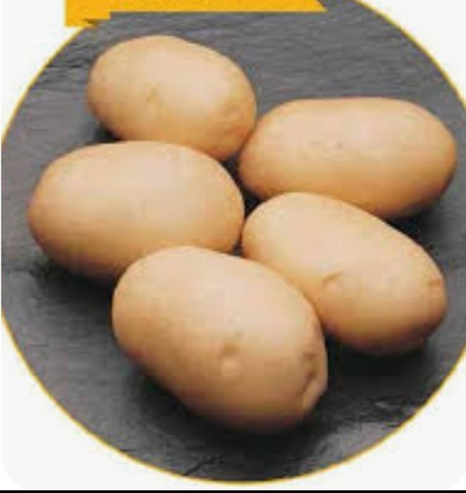 Cartofi de samanta albi și roșii de olanda 25 kg