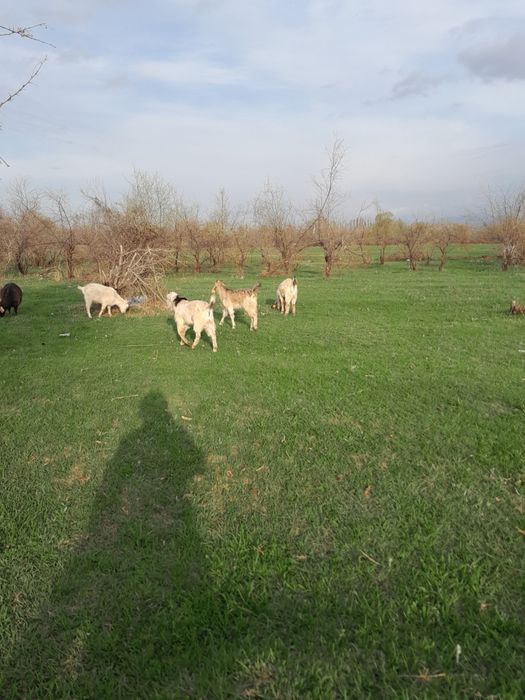 3 бас Ешкі сатылады