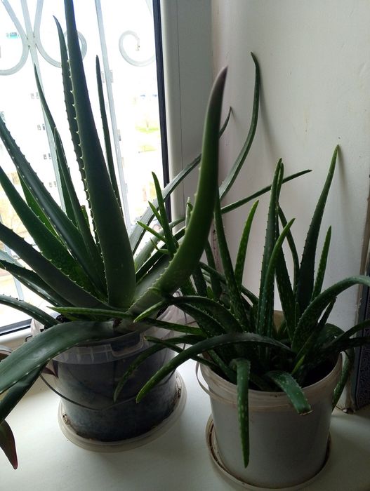 Продам комнатные цветы.