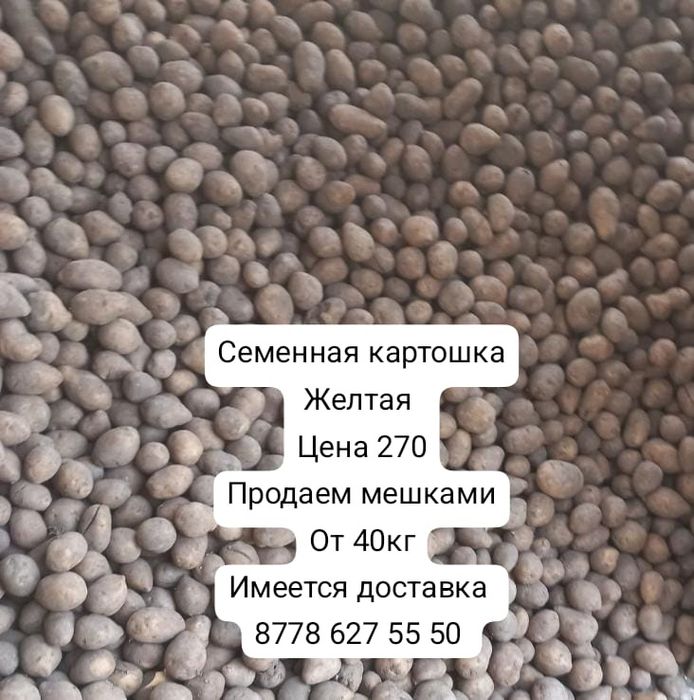 Продам картофель