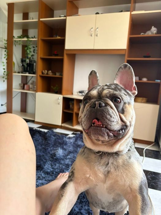 Buldog francez cu pedigree