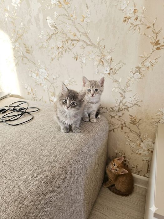 Отдам даром котята