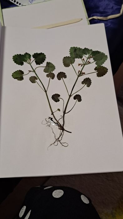 Ierbare botanice personalizate