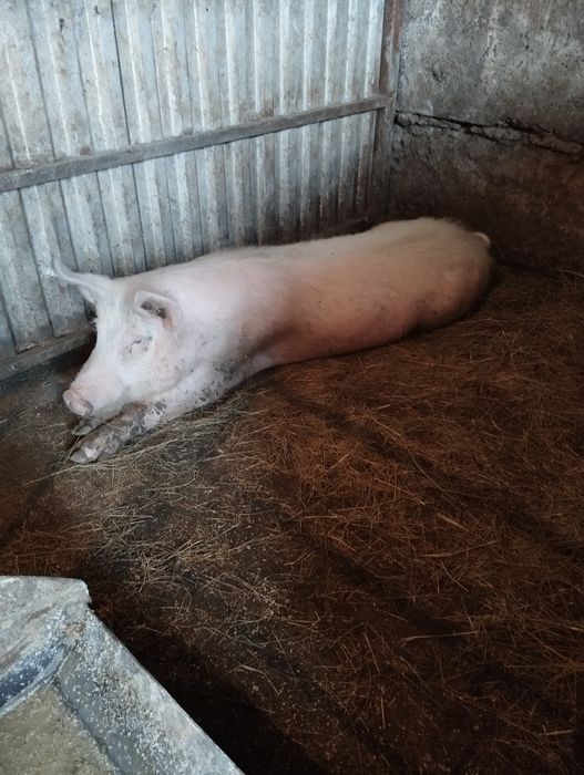 Продам кабанов на племя