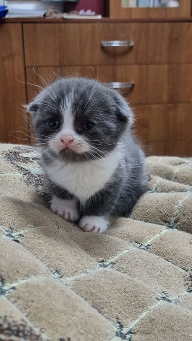 Продаются котятки