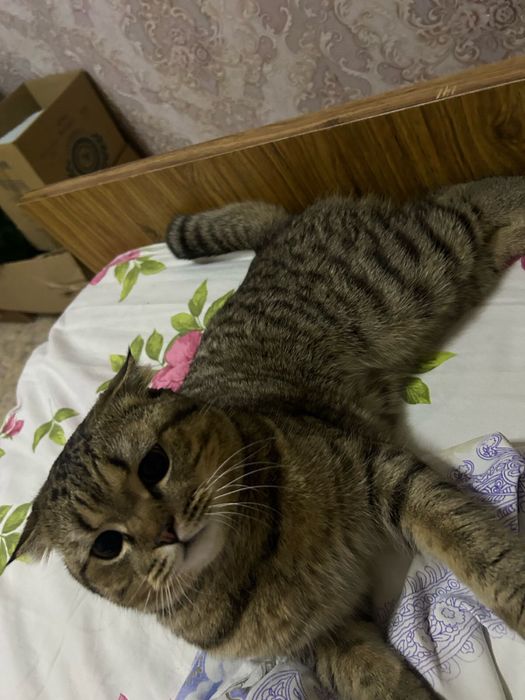 Вязка кота  британец