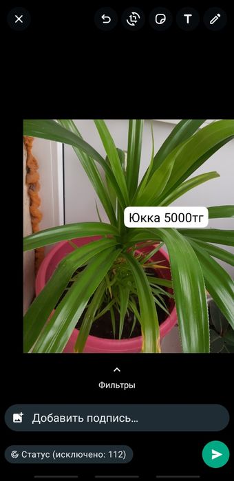 Үй гүлдері 2000 тг