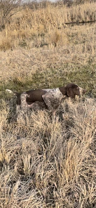 Немецкий Курцхаар