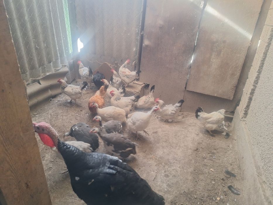Продам индюков самцы