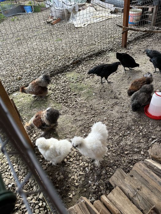 Brahma Isabel cocos 1 an