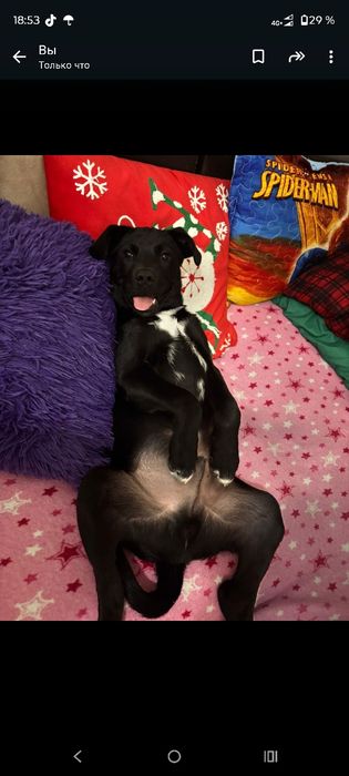 Продам лабрадора 3 месяца