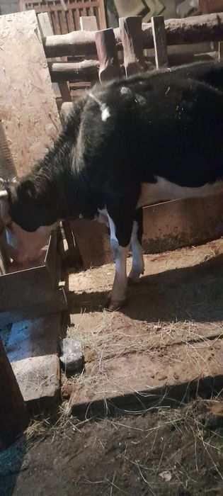 Продам корову, стельная!