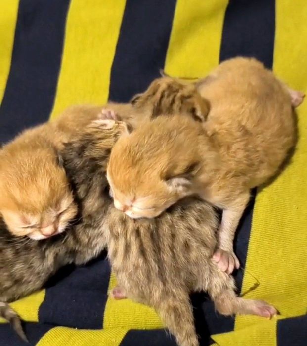 Rus ayollar kamming video