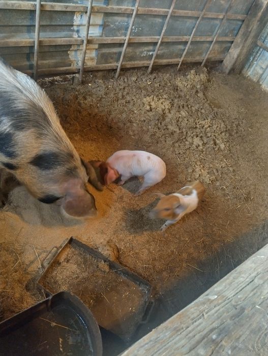 Продавам прасета на 4месеца и продавам и малки прасенца 29 дни