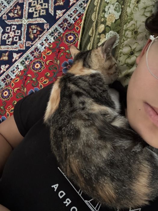 Мысық котенок марғау котики