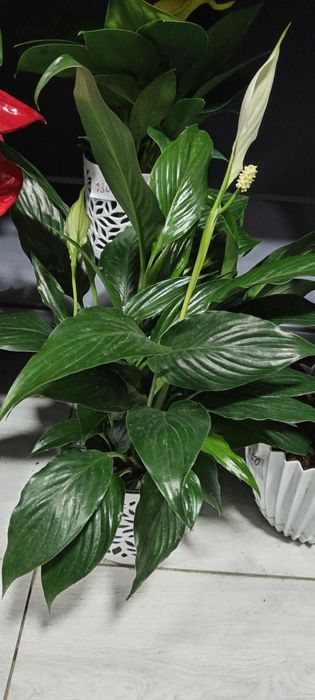 Xonaki gullar sotiladi