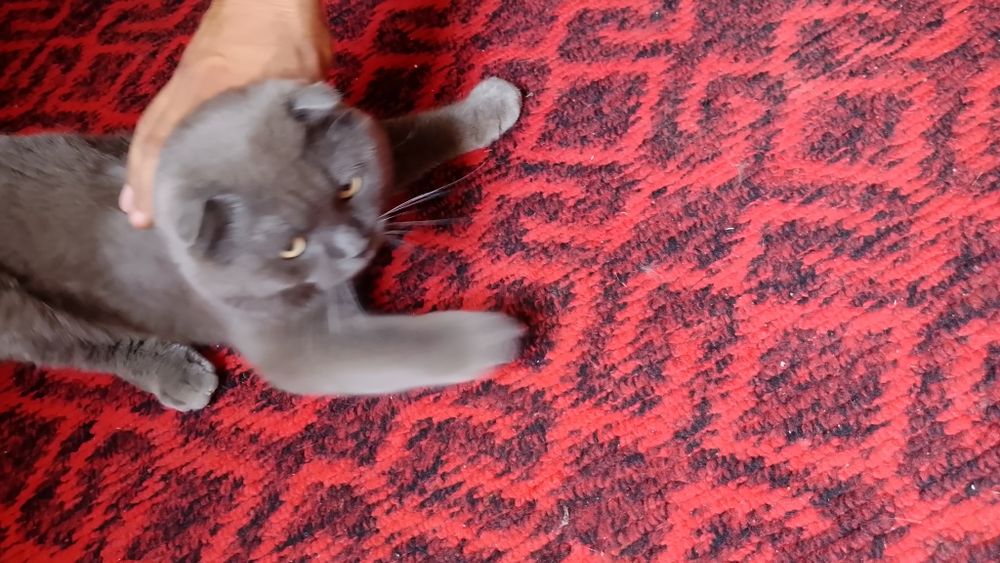Скоттиш фолд сотилади