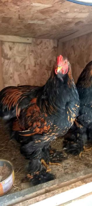 Brahma Gold Laced  schimb/vind