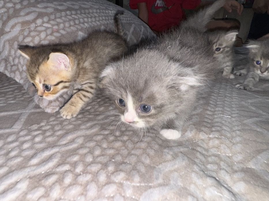 Продаются котята