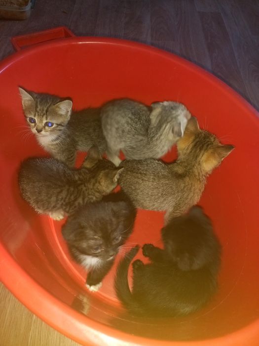 Отдам котят в добрые руки