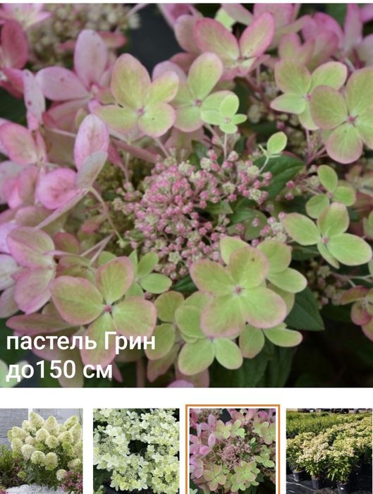 Гортензия метельчатая черенки