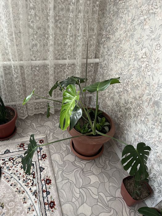 Продам большие домашние цветы