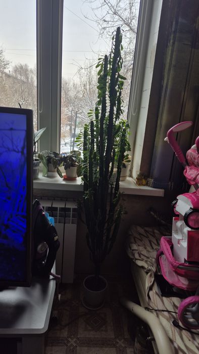 Молочай трёхгранный