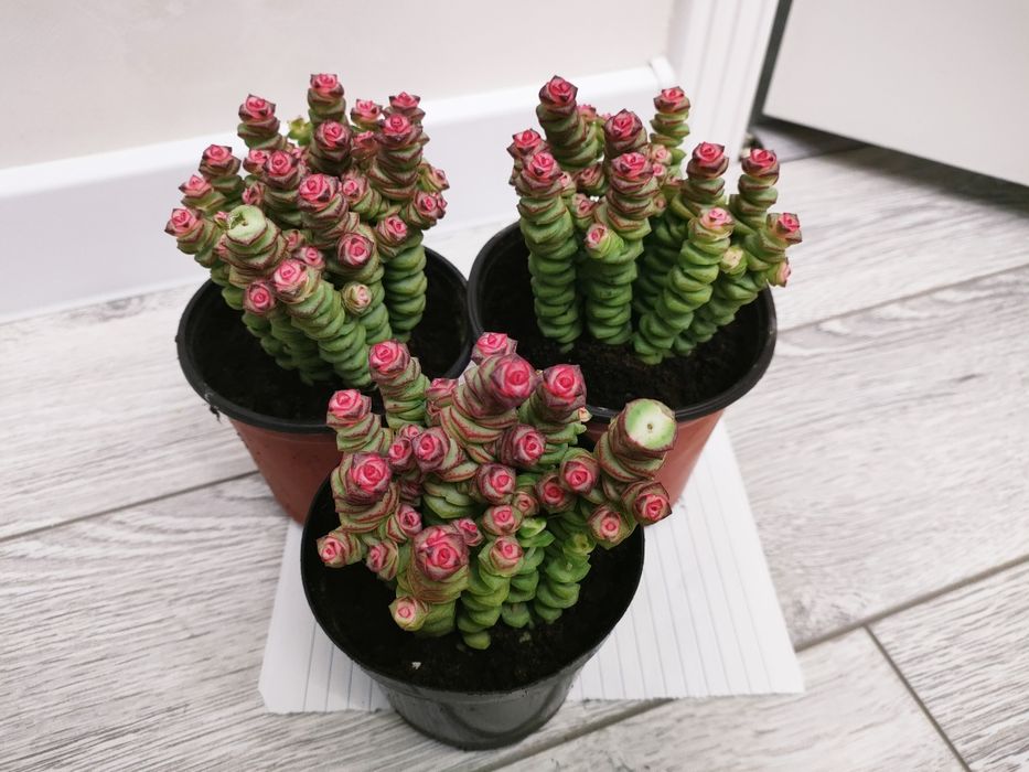 Комнатные цветы, доставка