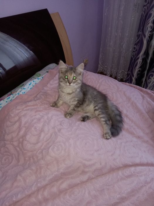 Отдам котенка в добрые руки