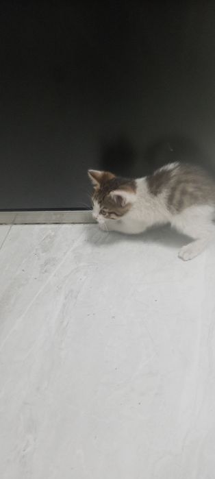 Отдам котенка в хорошем людем