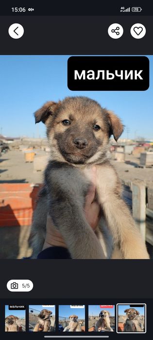 Отдам щенков в хорошие руки