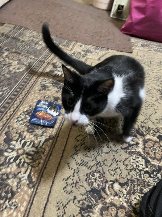 Отдам котика в добрые руки