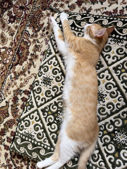 Отдам в хорошие руки кота