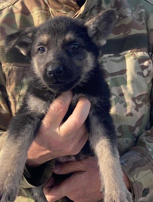 щенки Восточно-европейской овчарки