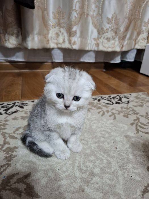 Шотландские котята