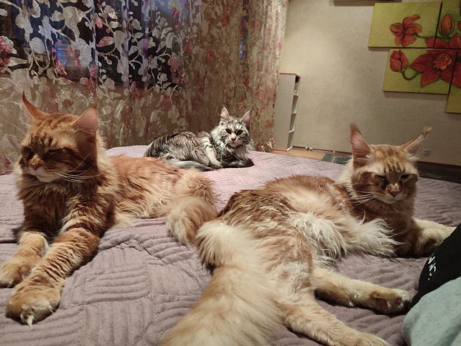 Котята мейкунчики