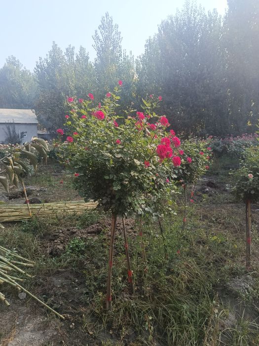 Штамбовый роза    Metropka shtampoviy atirgul boshlandi