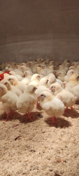 Цыплята бройлера