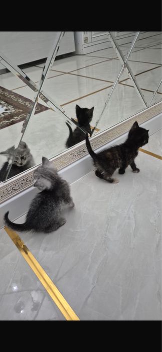 Котенок марғау мальенки