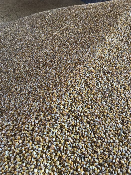 Vand porumb boabe/stiulete,recolta 2025.